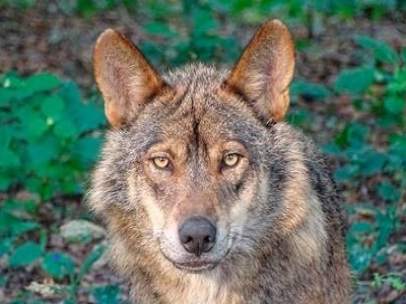 Lobo ibérico