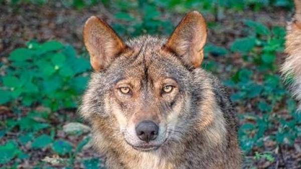 Resultado de imagen de lobo iberico