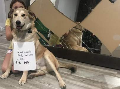 El perro de esta familia imagina una puerta
