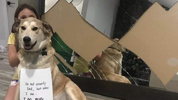 El perro de esta familia imagina una puerta El perro de esta familia imagina una puerta