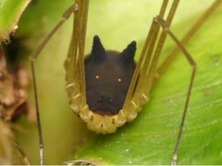 La araña perro.