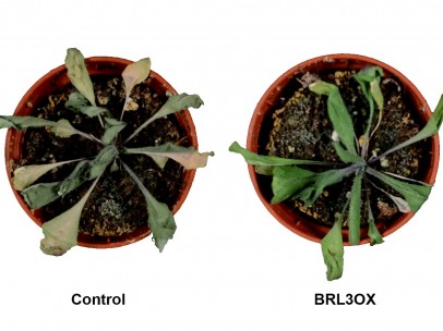 Plantas de Arabidopsis thaliana sometidas a condiciones de sequía.