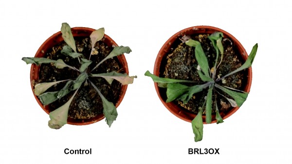 Plantas de Arabidopsis thaliana sometidas a condiciones de sequía. Plantas de Arabidopsis thaliana sometidas a condiciones de sequía.