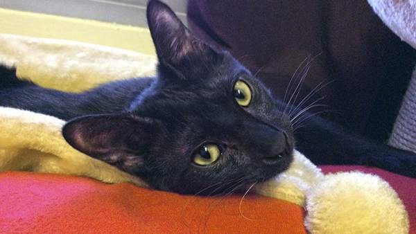 Negrito, el gato asesinado por un militar Negrito, el gato asesinado por un militar