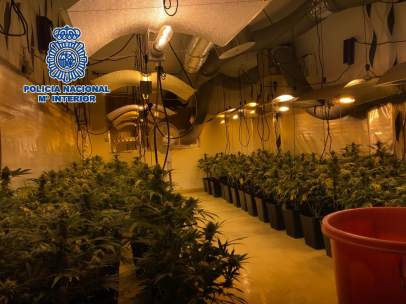 Laboratorio de marihuana cannabis sátiva