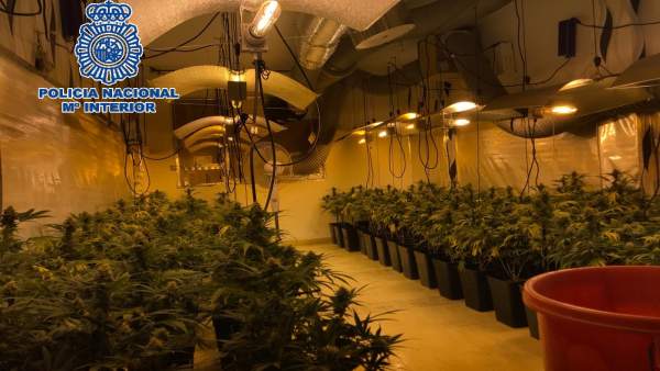 Laboratorio de marihuana cannabis sátiva Laboratorio de marihuana cannabis sátiva