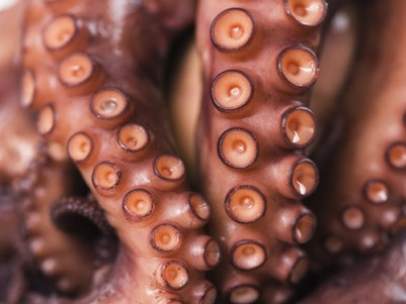 Pulpo