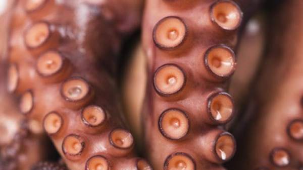 Pulpo Pulpo