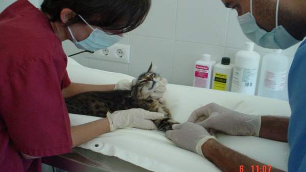 Intervención en una clínica veterinaria Intervención en una clínica veterinaria