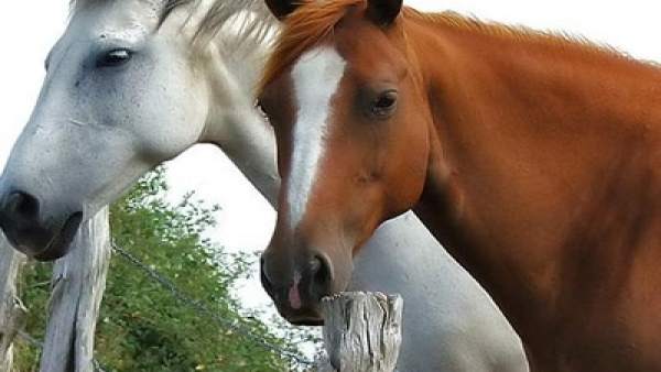 Caballos Caballos