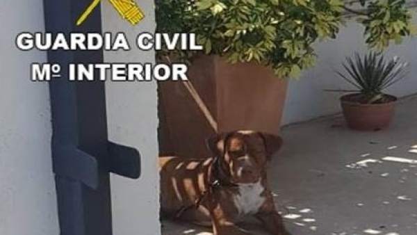 Imagen del perro abandonado Imagen del perro abandonado