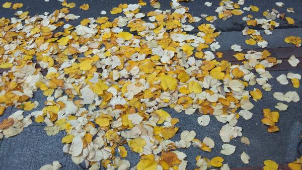 OTOÑO OTOÑO