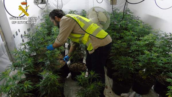La Guardia Civil desmantela un invernadero de marihuana en un dúplex La Guardia Civil desmantela un invernadero de marihuana en un dúplex