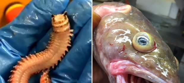 Peces del mar profundo