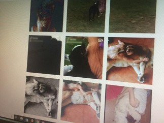 Una pareja usa un león para hacer fotos eróticas