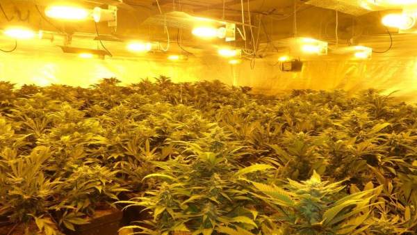 Marihuana CNP Marihuana CNP