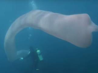 Pirosoma, la criatura que ha aparecido en Nueva Zelanda