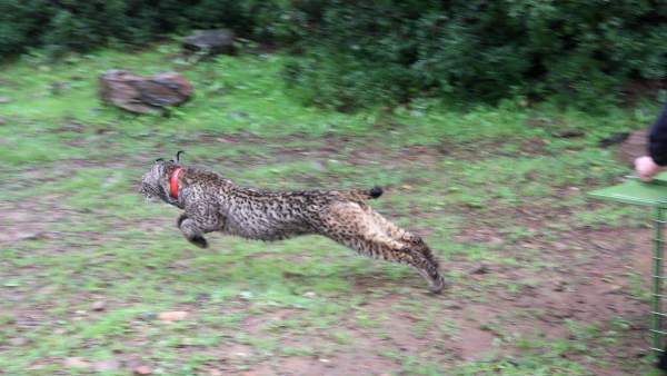 Lince liberado por Medio Ambiente en Guarrizas (Jaén) Lince liberado por Medio Ambiente en Guarrizas (Jaén)