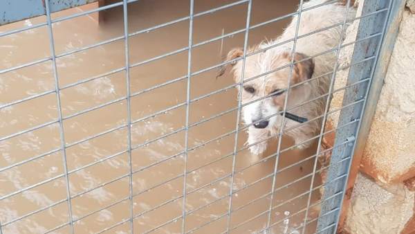 Uno de los animales en el refugio de Benimàmet Uno de los animales en el refugio de Benimàmet