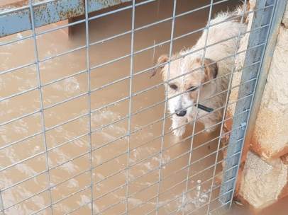 Inundaciones en una protectora de animales de Valencia