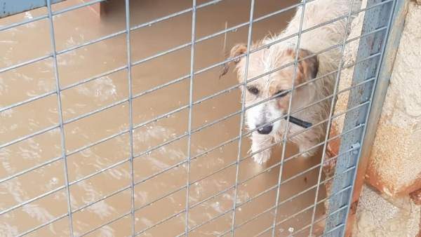 Inundaciones en una protectora de animales de Valencia Inundaciones en una protectora de animales de Valencia