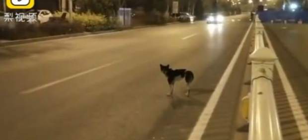 Un perro espera en una carretera a su dueña fallecida