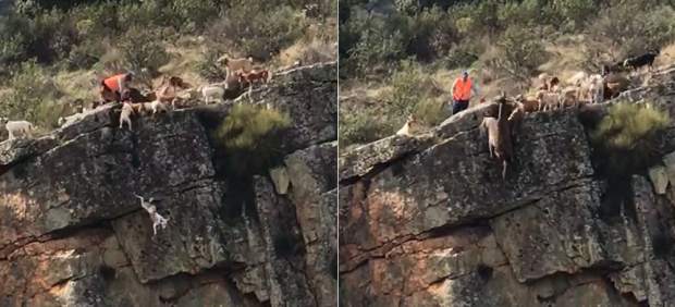Animales despeñados por un barranco