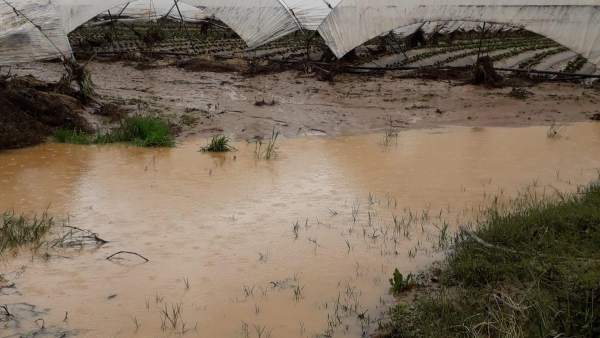 Plantación de fresa dañada por las lluvias registradas en Huelva. Plantación de fresa dañada por las lluvias registradas en Huelva.