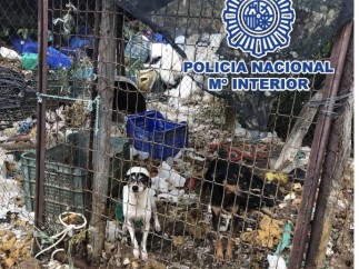 Perro abandonado