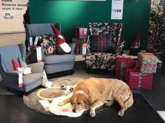 Perros, en Ikea