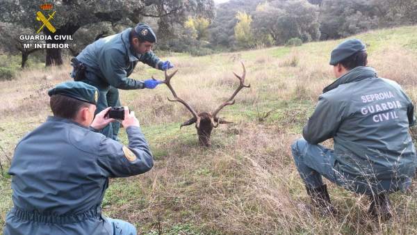 Cabeza de venado, de la caza furtiva. Cabeza de venado, de la caza furtiva.