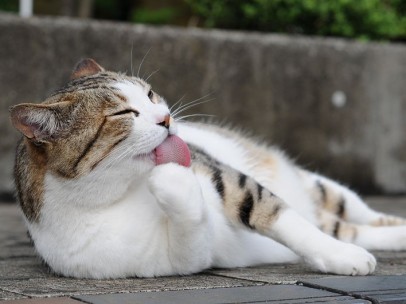gato lengua