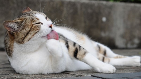 gato lengua gato lengua