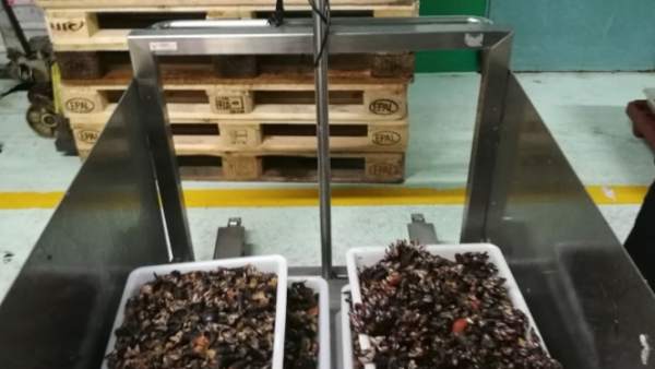 Percebe incautado en operación contra el furtivismo Percebe incautado en operación contra el furtivismo