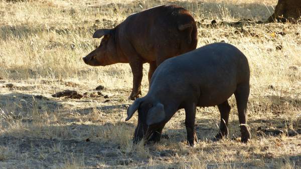 Cerdo ibérico, cerdos ibéricos Cerdo ibérico, cerdos ibéricos