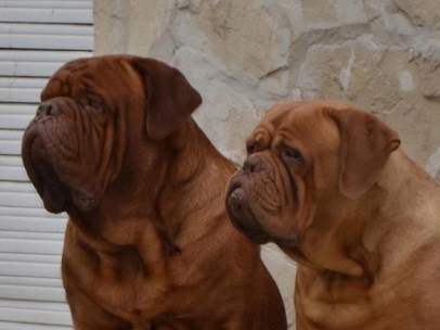 Dogo de Burdeos