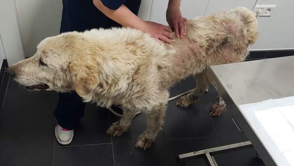 Perro abandonado el Palencia 21-11-2018 Perro abandonado el Palencia 21-11-2018