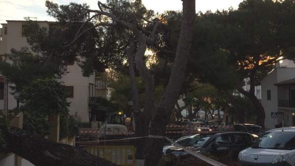 Árbol Caído Árbol Caído