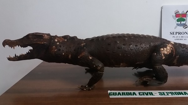 Cocodrilo disecado Cocodrilo disecado