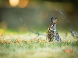 Conejo