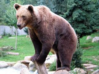 Oso