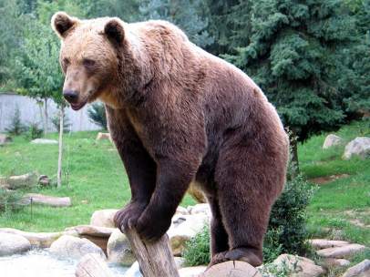 Oso