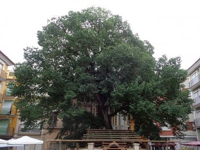 El olmo de Navajas