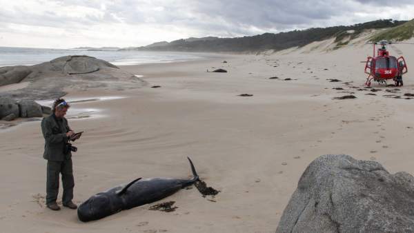 Playa de Victoria, Australia, con ballenas varadas Playa de Victoria, Australia, con ballenas varadas