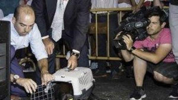 Gata negra de Carasa Gata negra de Carasa