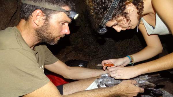 Imagen de dos participantes en el proyecto marcando una pardela Imagen de dos participantes en el proyecto marcando una pardela