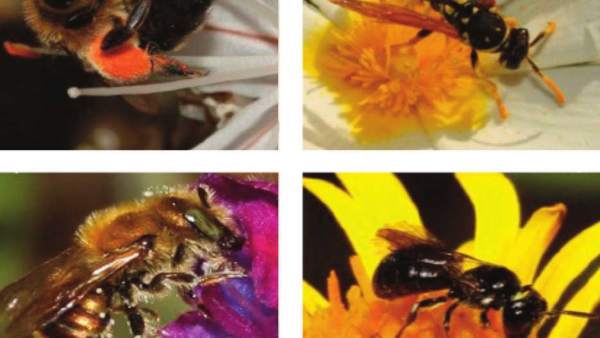 Abejas y avispas Abejas y avispas