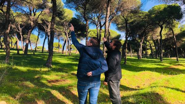Algunos pinares de la Finca Piedra Hincada en Alcalá de Guadaíra Algunos pinares de la Finca Piedra Hincada en Alcalá de Guadaíra