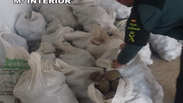 Piñas recuperadas por la Guardia Civil. Piñas recuperadas por la Guardia Civil.