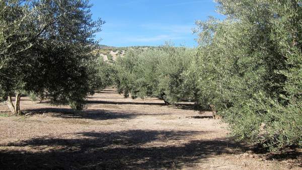 Olivar en Jaén. Olivar en Jaén.